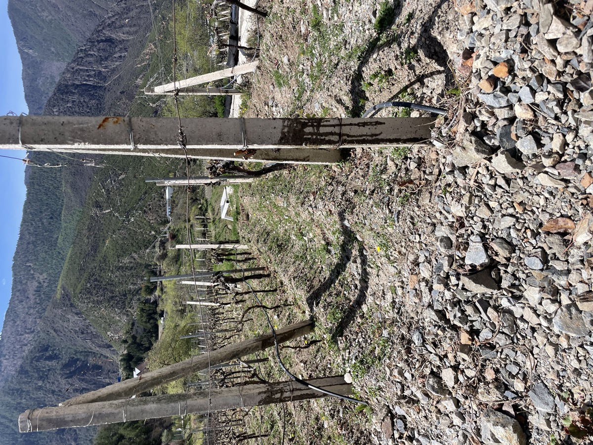 Yunnan Wine: The Complete Guide to China's Highest Altitude Vineyards — GutCommon