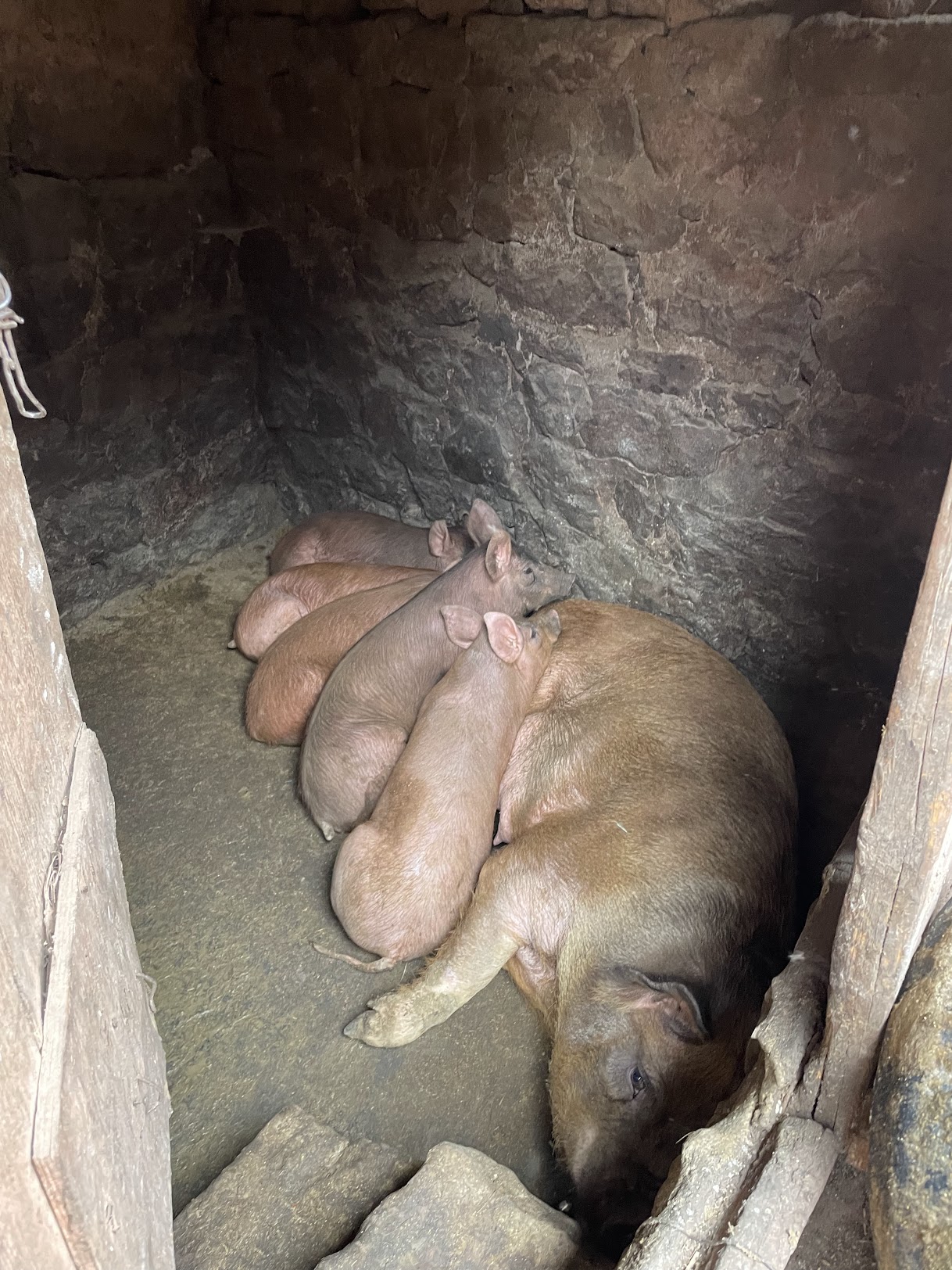 Black-footed pigs — the breed behind every 諾鄧火腿