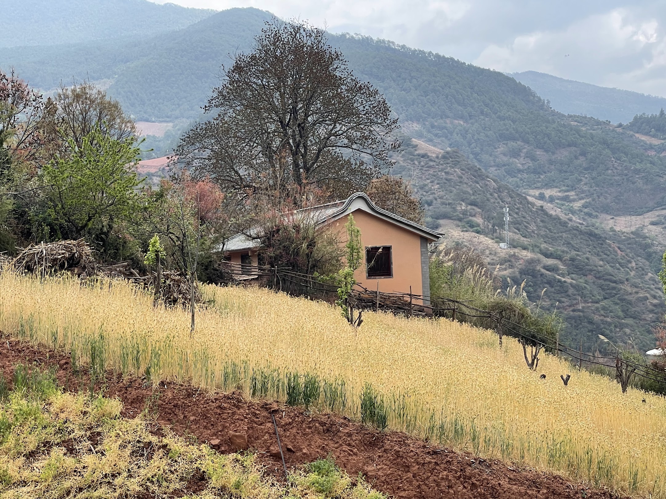 從香港到滇西：用商業的力量，守住傳統的根