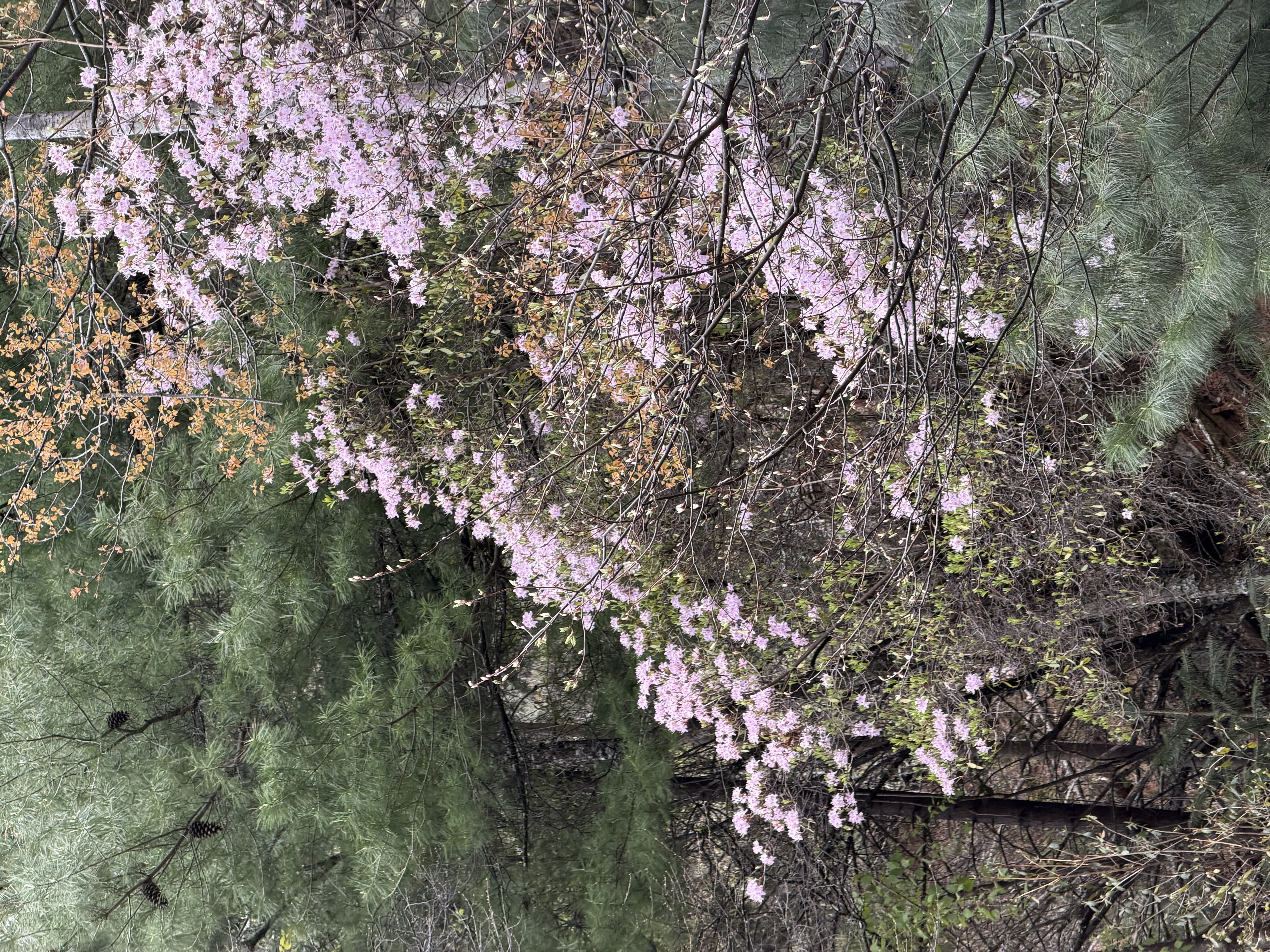 朵木上方山上的野生粉色花朵