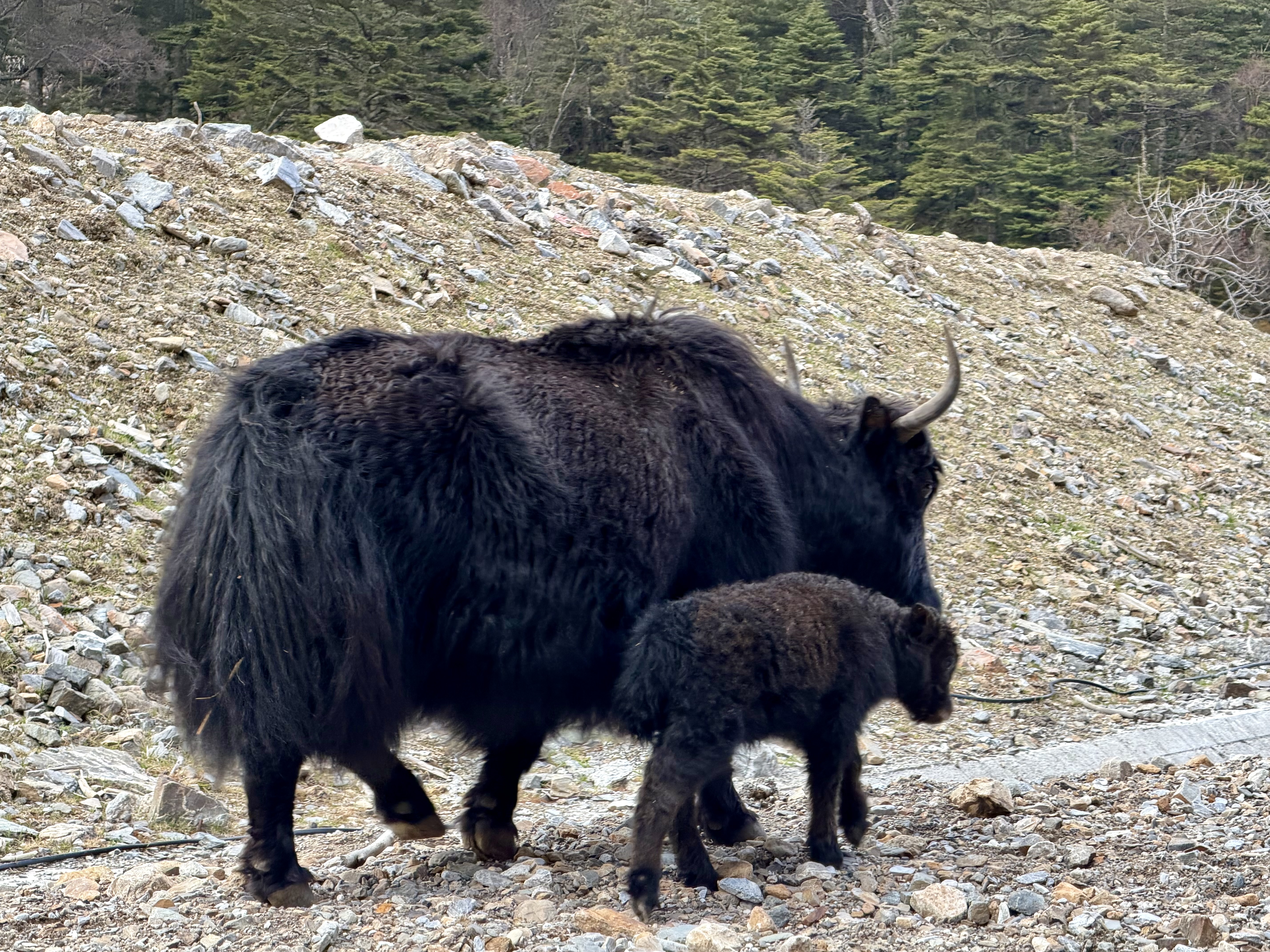 Solar Panels on the G219, Yaks on Peacock Mountain