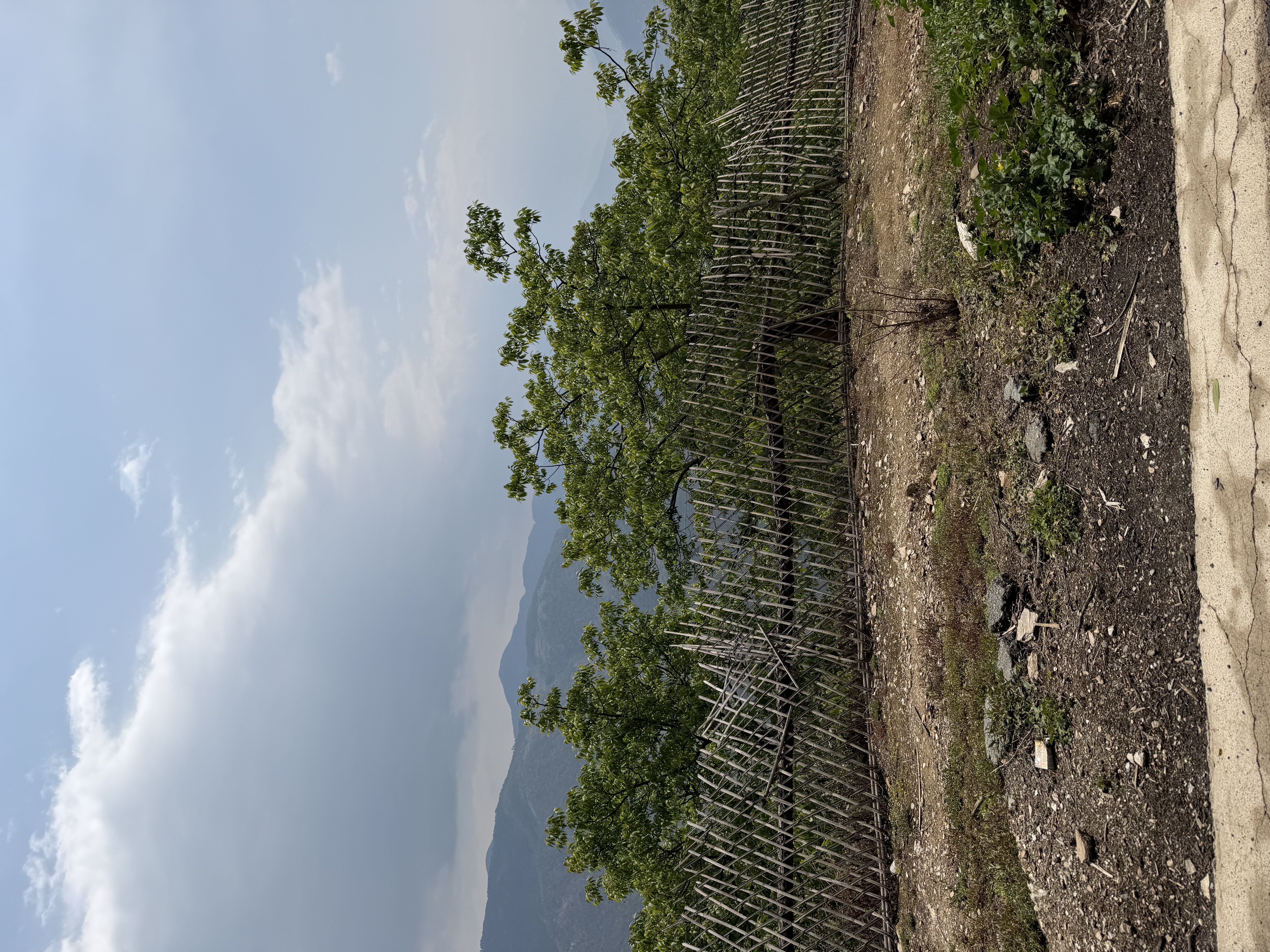 怒江谷中的核桃園梯田，背後是雲霧山峰